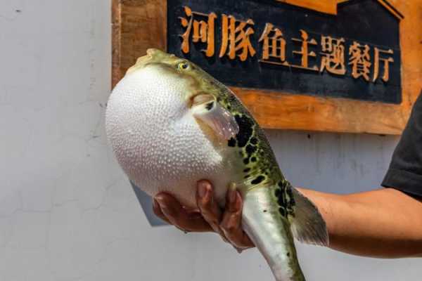 河豚鱼海湾